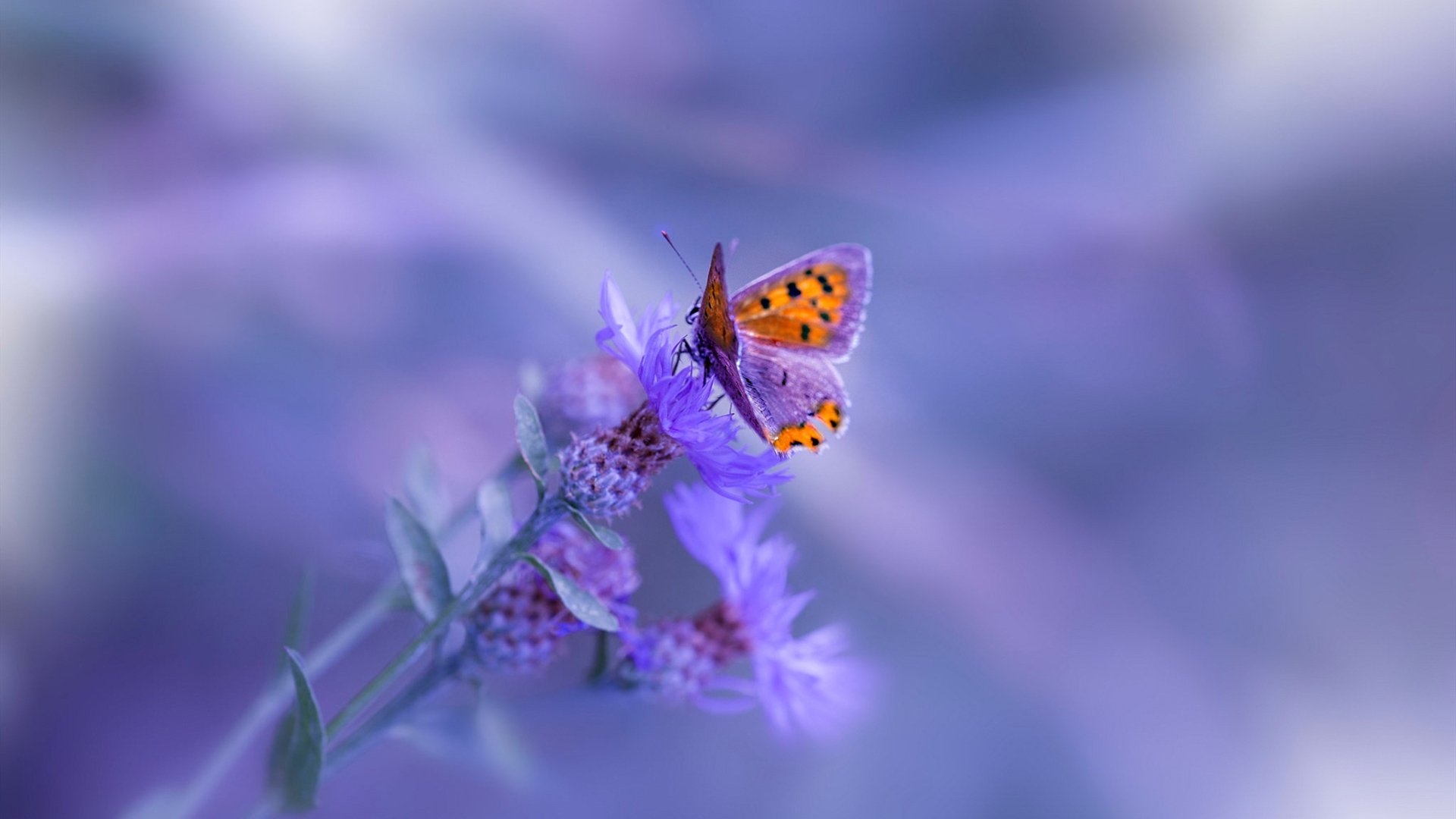 速度与激情的双城记，F1街道赛道与广东队的得分艺术