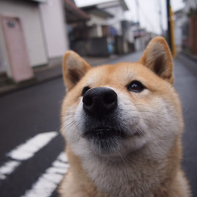 极速狂飙与最后一投，当F1争冠夜邂逅勒布朗的传奇