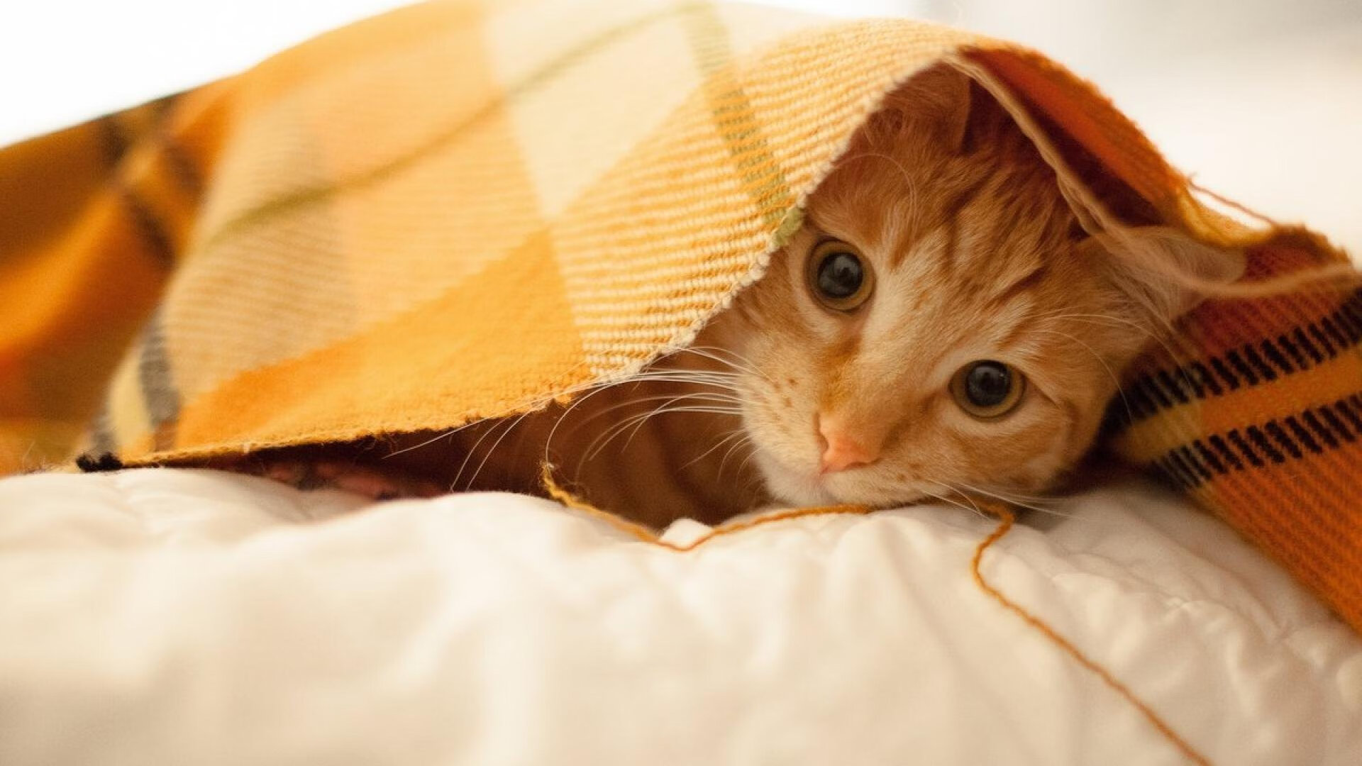 当黄黑之墙遇见黑豹之魂,锡安的制胜暴扣如何改写德甲争冠夜