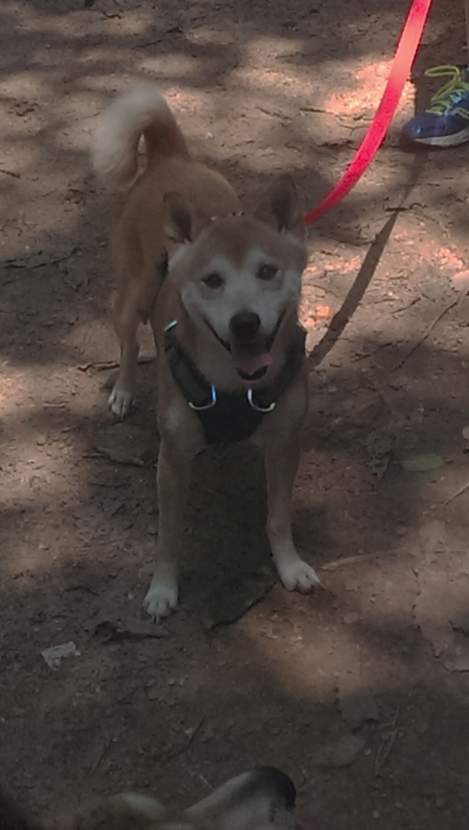 北欧风暴席卷陶瓷球场，冷门！瑞典制霸比利亚雷亚尔，凯恩成为关键先生！