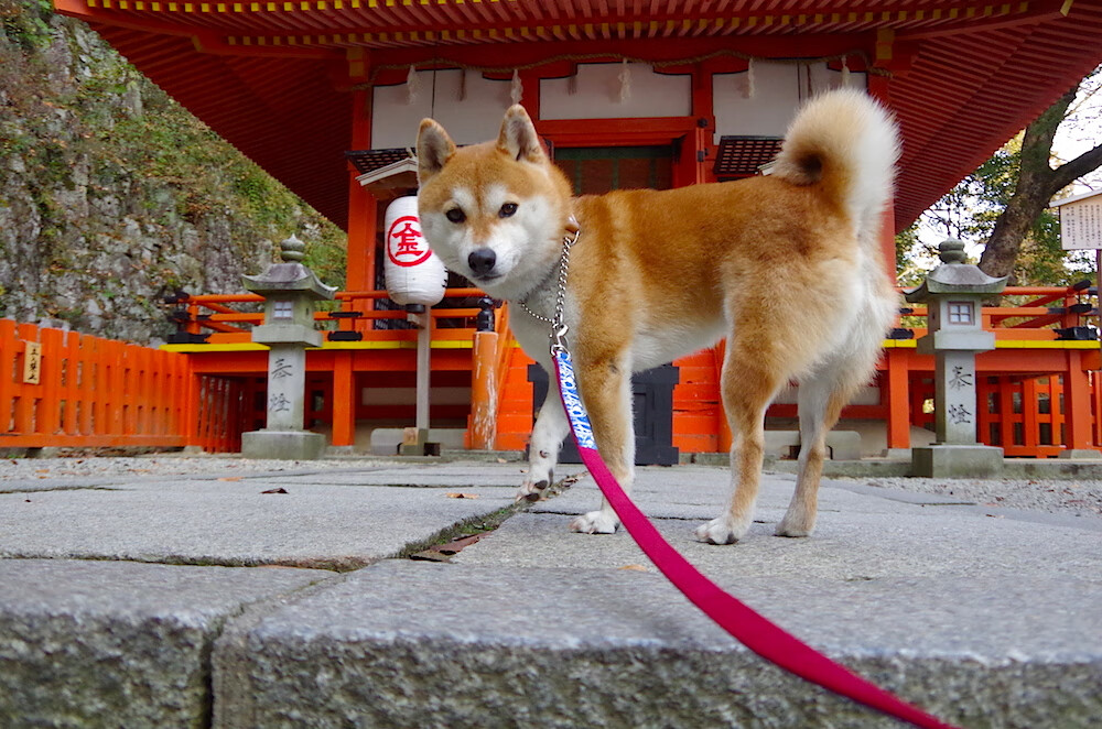 持续杀伤！伊萨克助比利时速胜巴拉圭