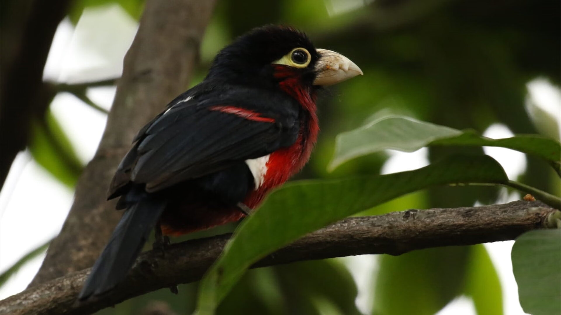 全能詹皇轰39分献制胜封盖,攻防两端统治比赛助湖人擒魔术