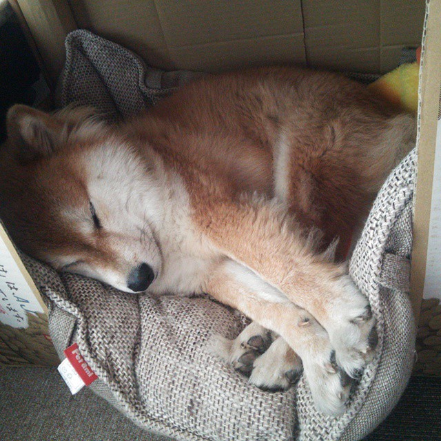 保罗攻防转换铸就胜局，掘金队制霸北京队