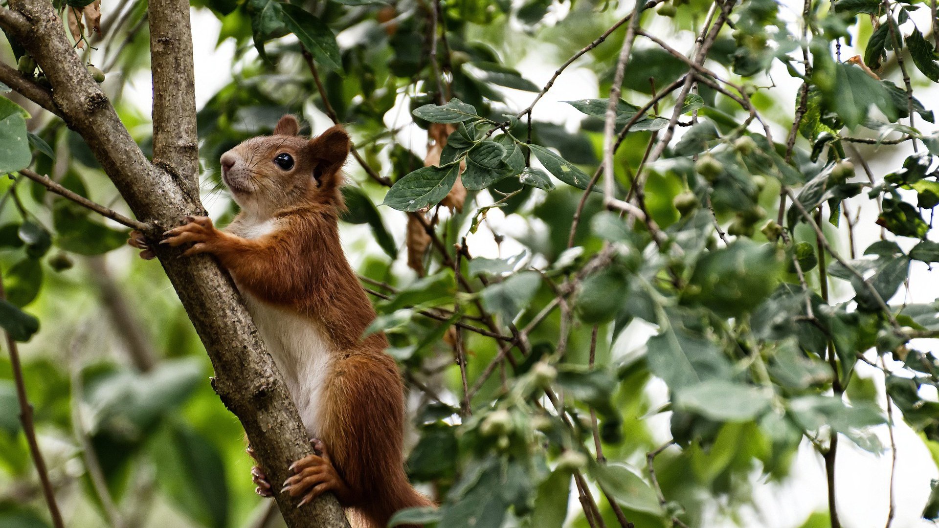 双线争锋，当F1揭幕战遇上北京队决胜热火，唯一性如何定义体育传奇