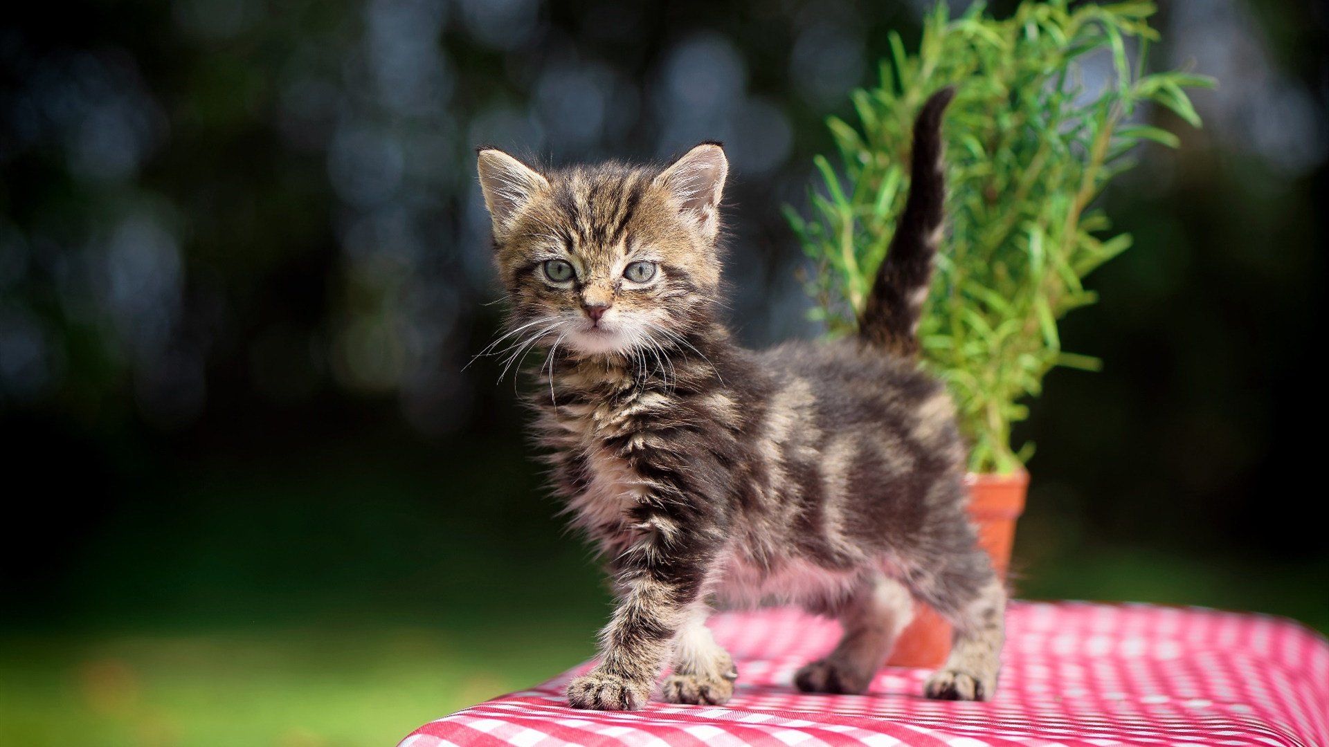 当篮球遇见魔术，斯蒂芬·库里的马刺征服之夜