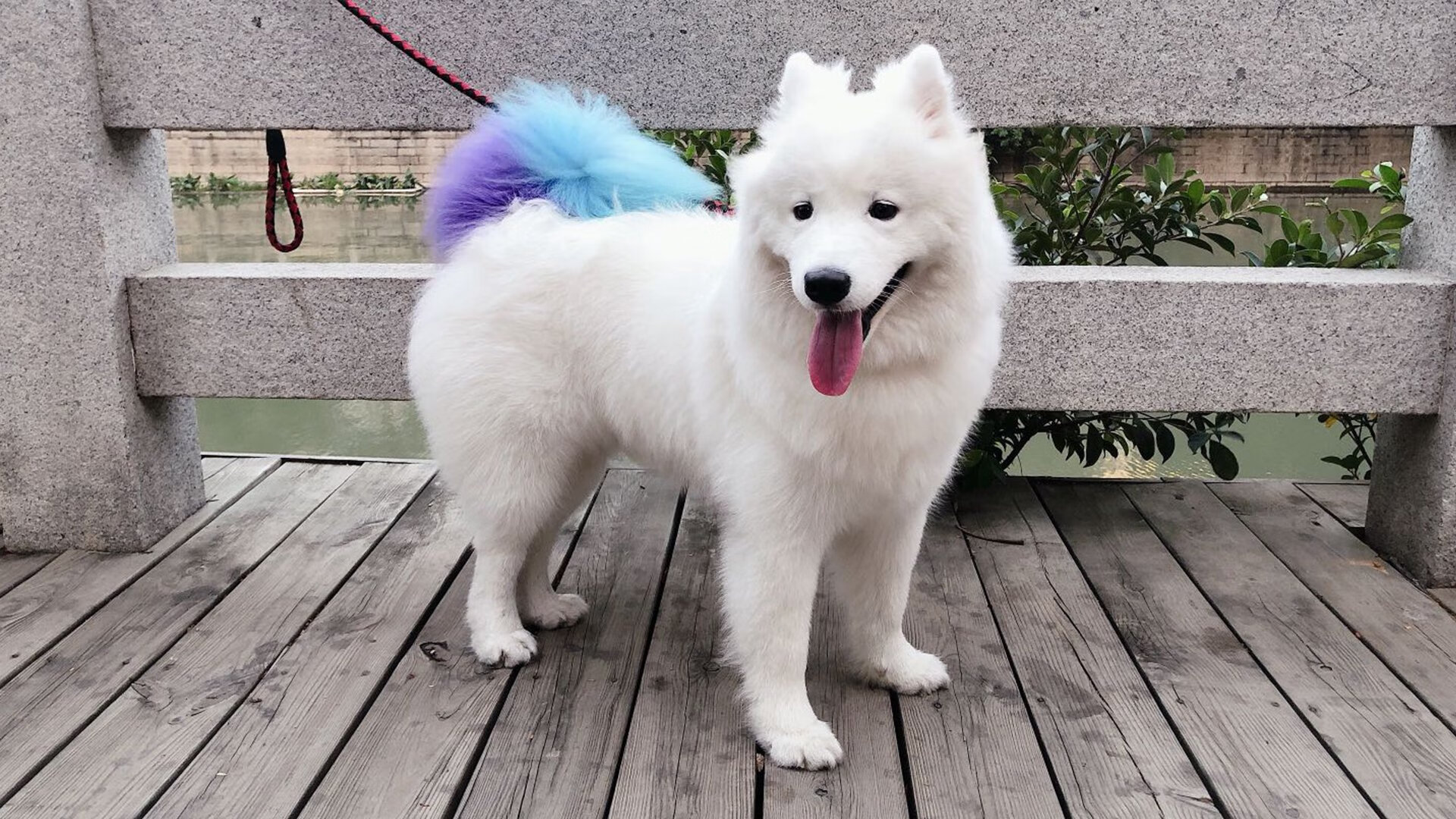 绿茵交响诗，当瑞典的阿克执起指挥棒