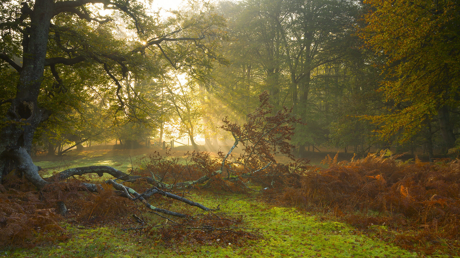 赛博朋克投篮与阿基米德支点，利拉德如何用一记三分撬动整个总决赛