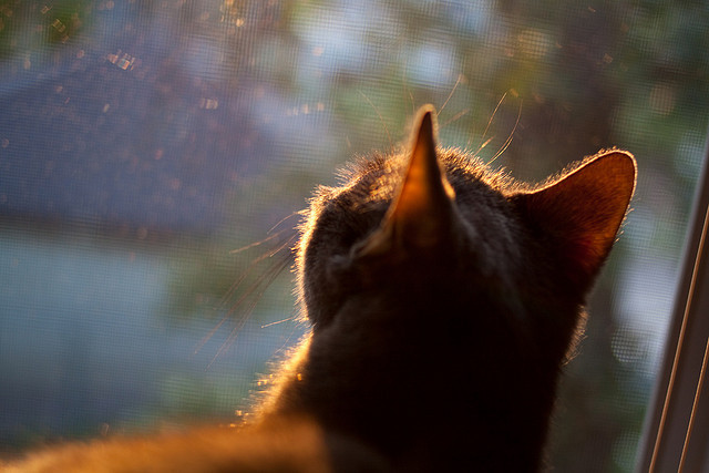冰冷狩猎者，当范弗利特在关键时刻按下扳机，勇士体系露出致命獠牙