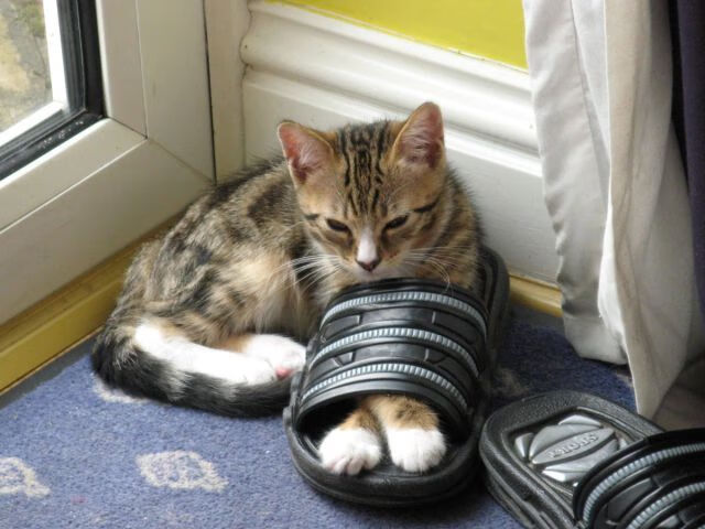 双星闪耀征服日，贝林厄姆的蜕变与南非的强势美学