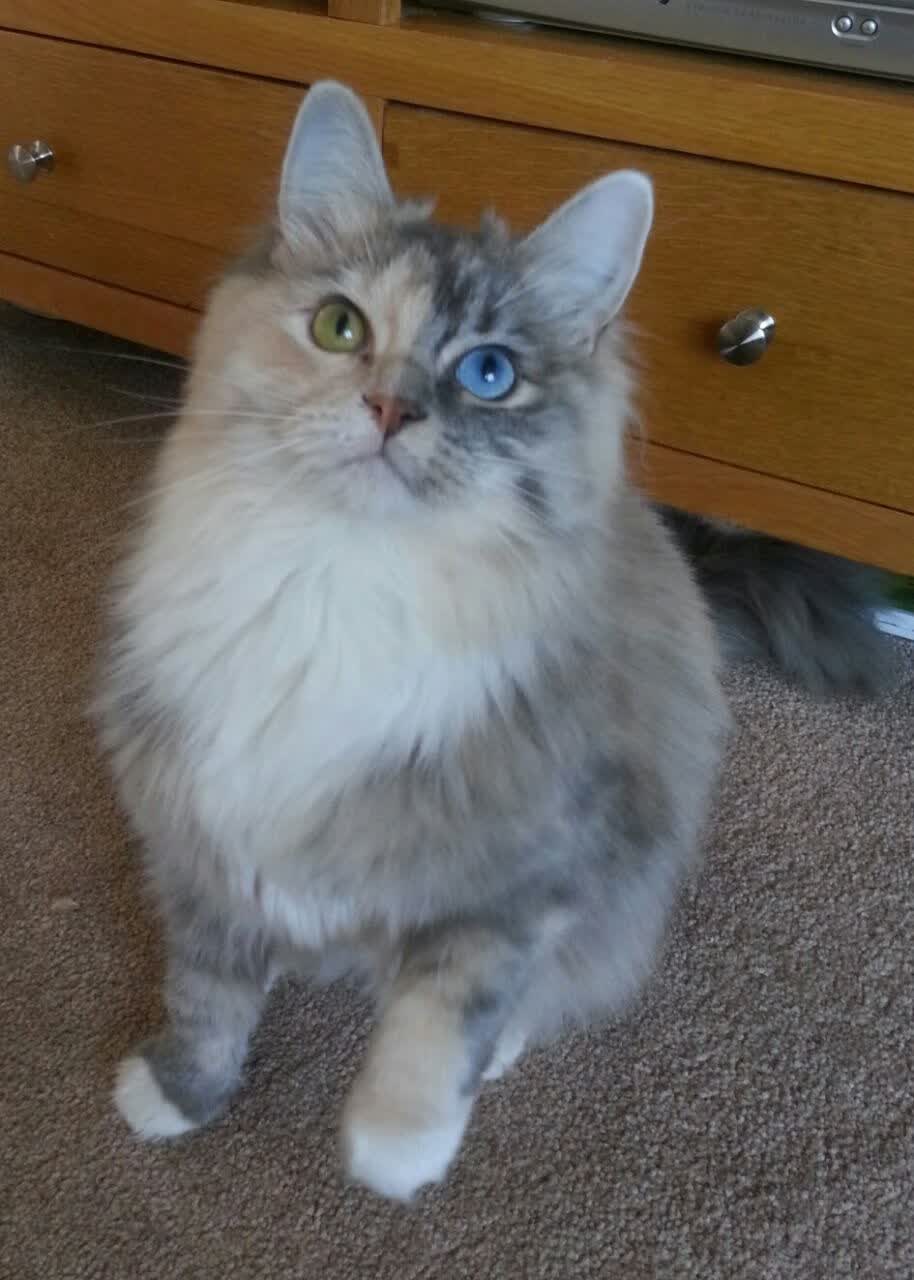 终场哨响前的超车，当西亚卡姆的绝杀投射在F1赛道之夜