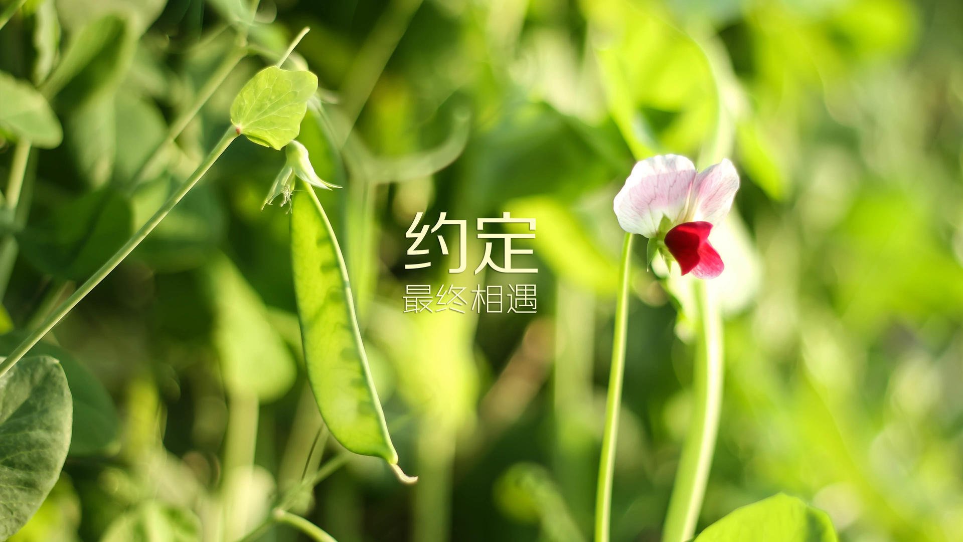 浓眉火炎焚天幕，绿军利刃断阳辉，当两种终结在同一夜交响
